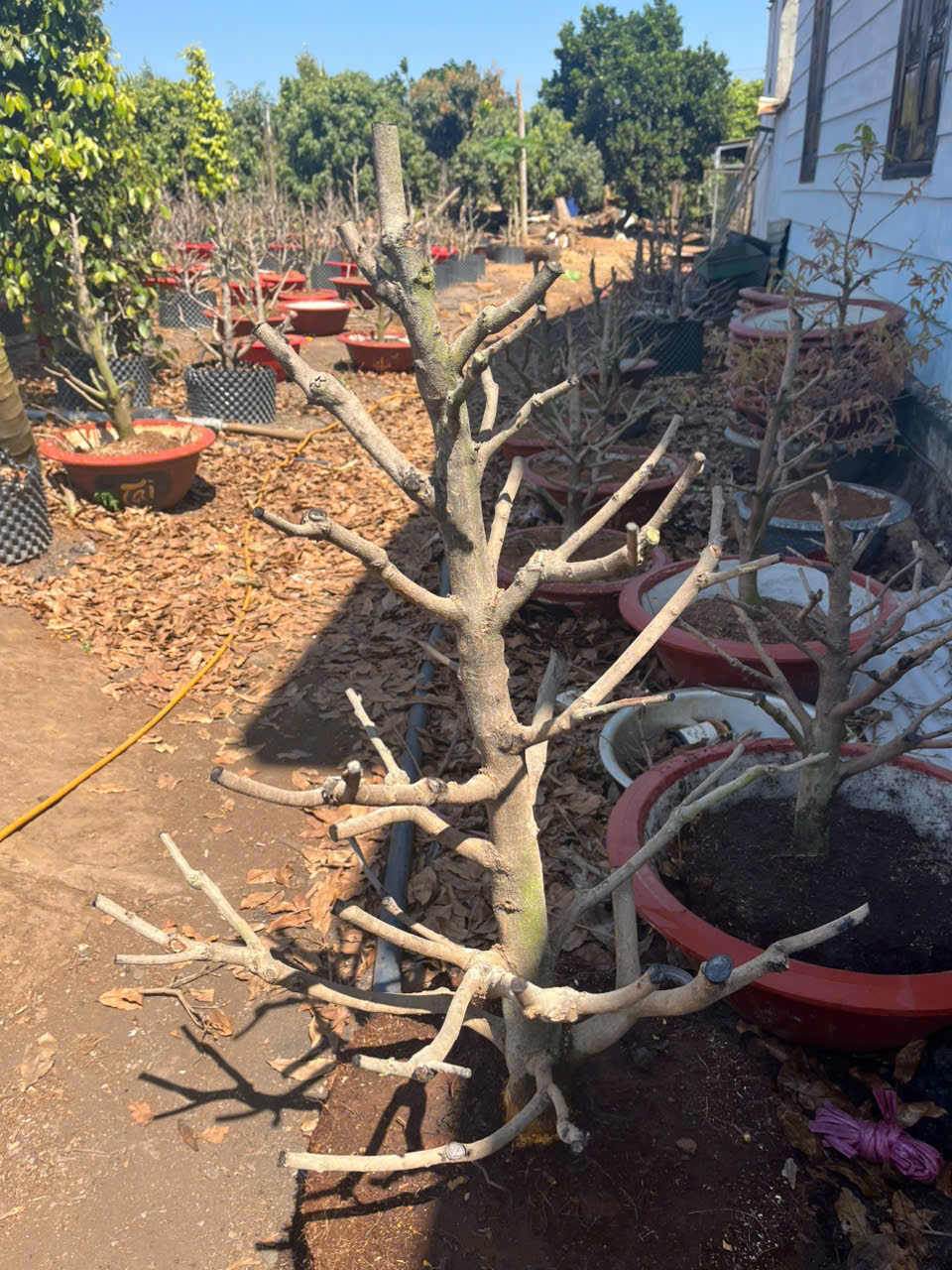 5 sai lầm khiến Mai không nở đúng Tết