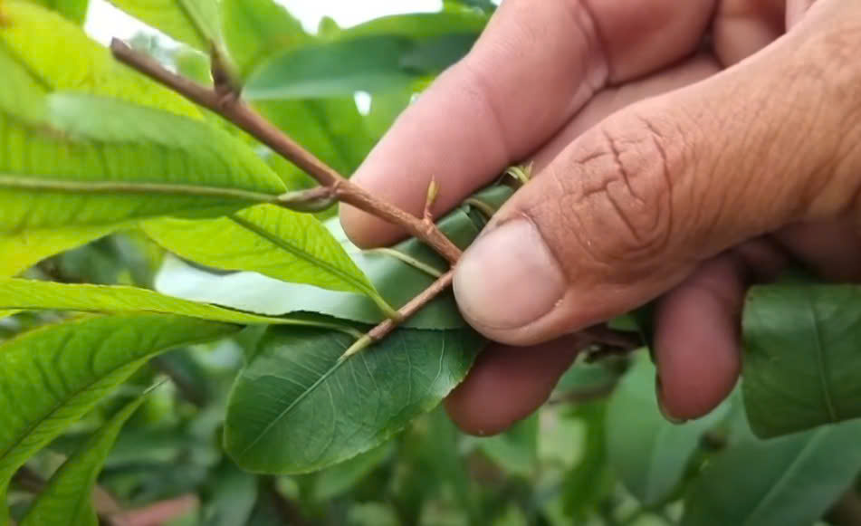 Có Nên Gửi Mai Cho Nhà Vườn Chăm Sóc