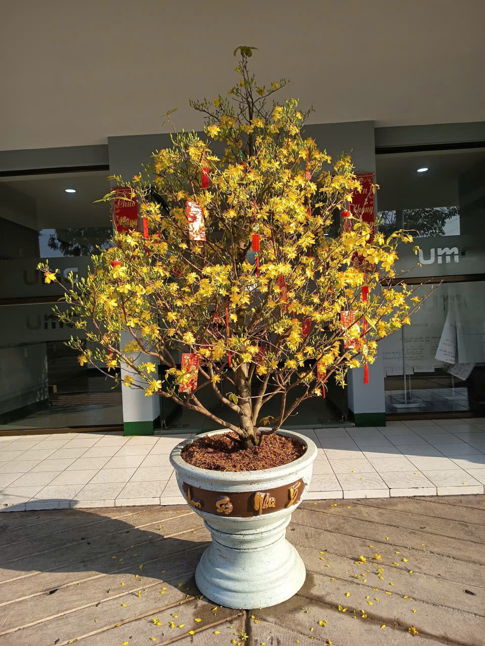 Bán và cho thuê Mai Tết