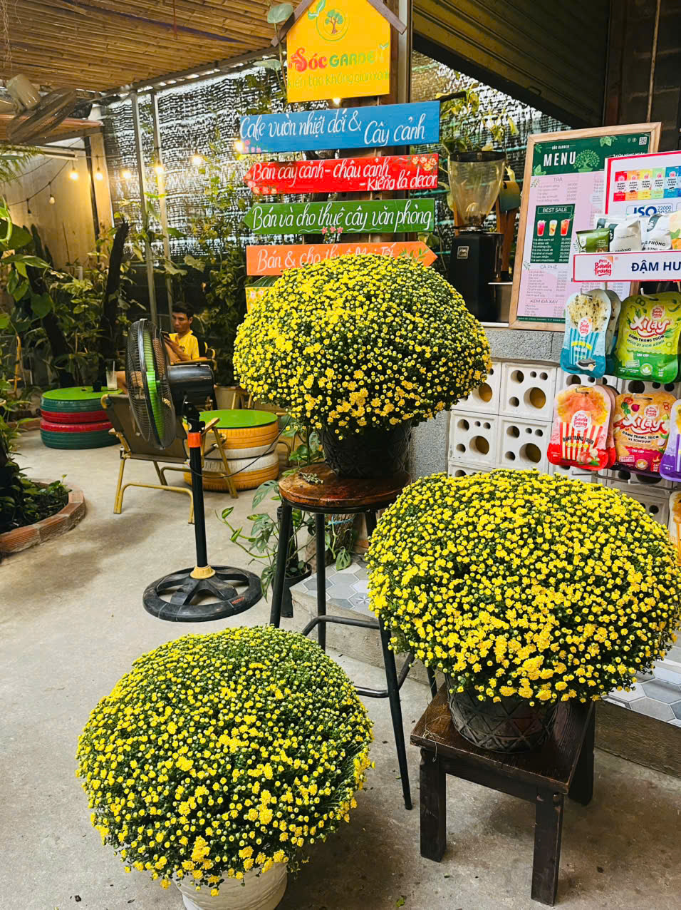 Cúc Mâm Xôi Hàn tại Vựa Sóc Garden