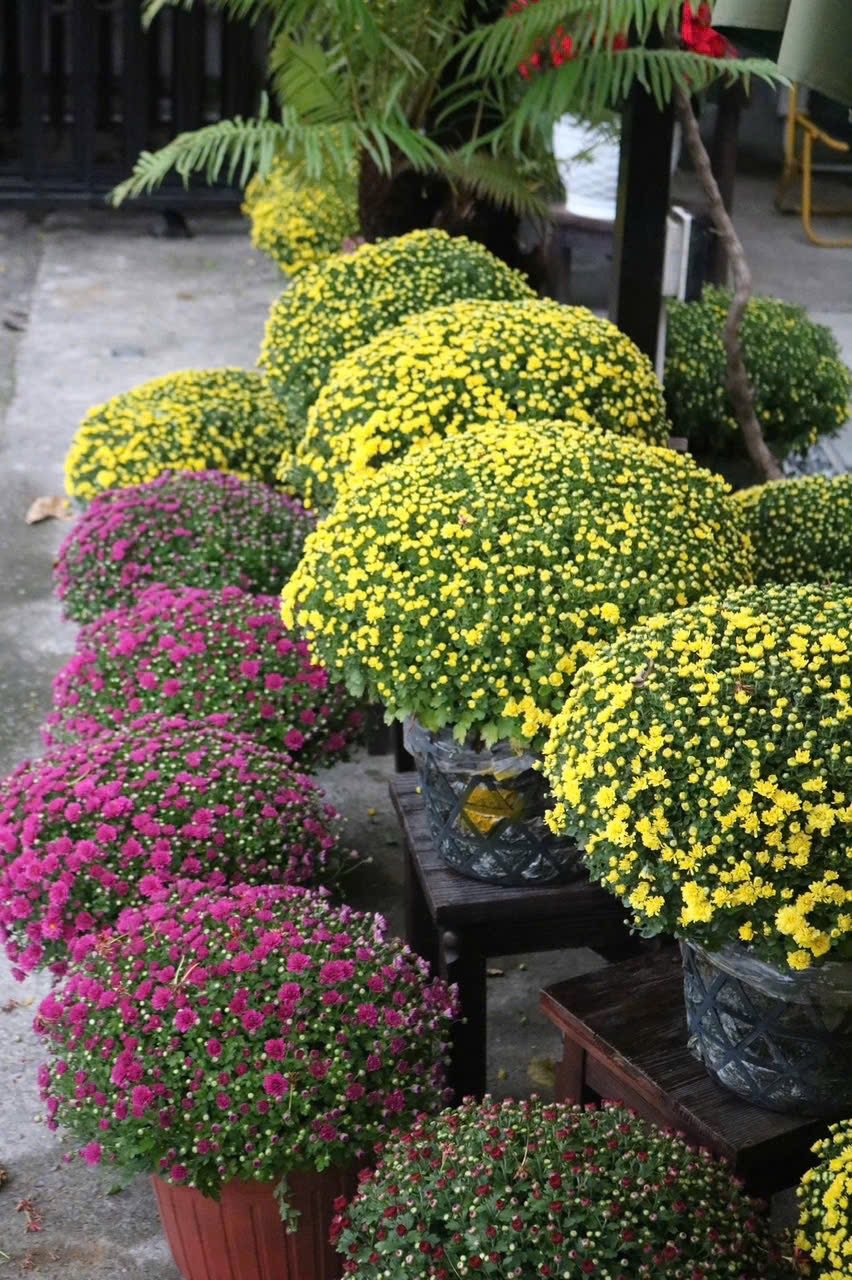 Cúc mâm xôi tại Sóc Garden