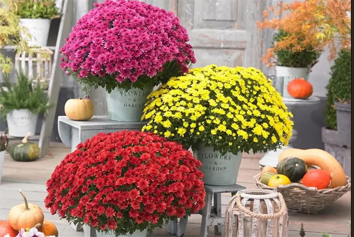 Cúc Mâm Xôi Hàn màu Tím