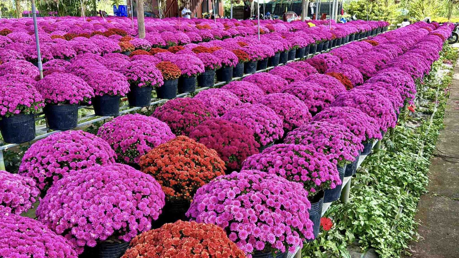 Bán Cúc Mâm Xôi Giá Sỉ Tận Vườn