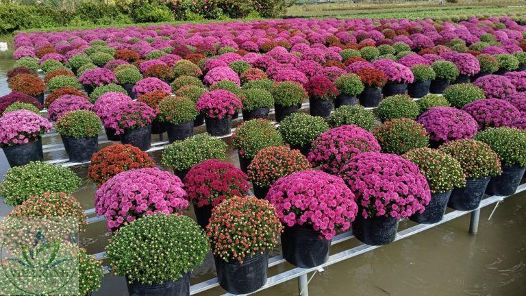 Cúc Mâm Xôi Giá Sỉ Số Lượng Lớn