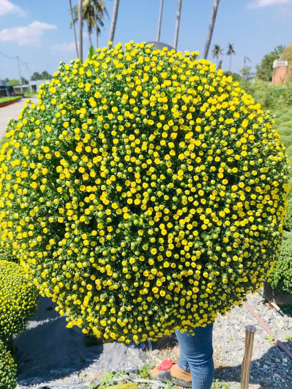 Cúc Mâm Xôi Vàng