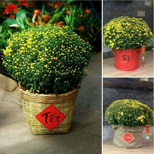 Cúc Mâm Xôi Vàng Truyền Thống size đại