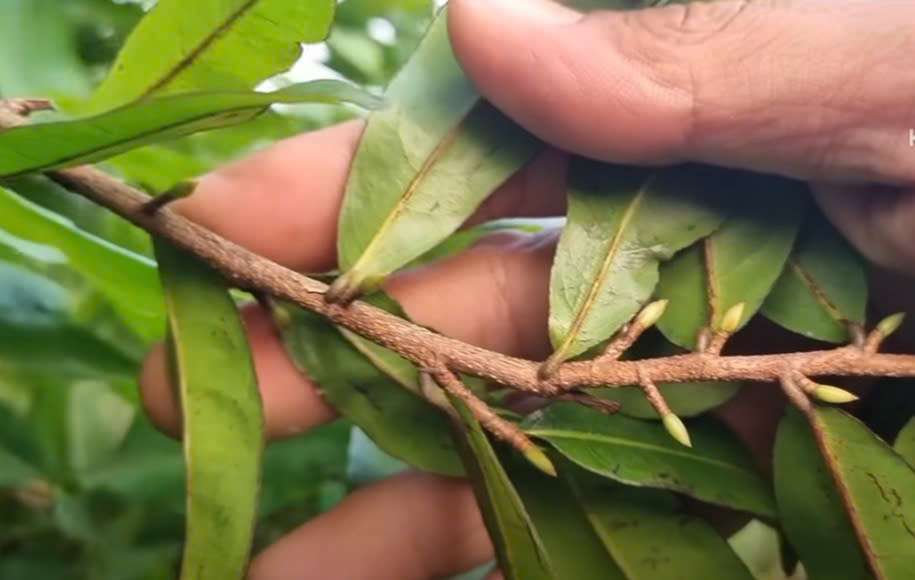 Chăm sóc mai vàng
