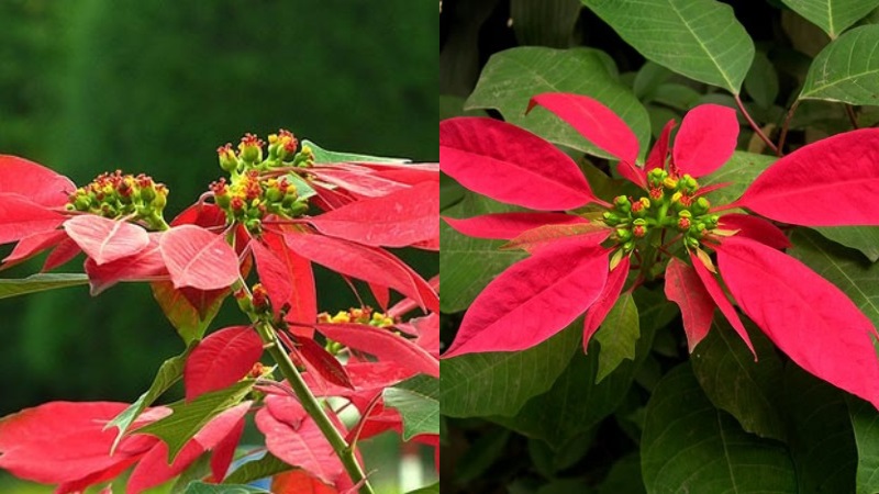 nụ hoa trạng nguyên nhỏ nhắn