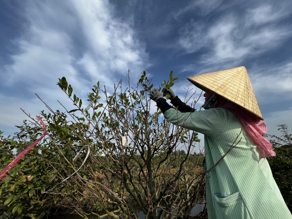 Lặt lá mai vàng kịp nở tết 