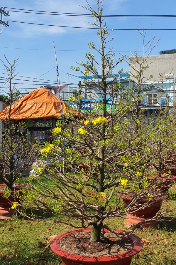 Bán & Thuê Mai Tết giá rẻ tại Bình Dương, TP.HCM