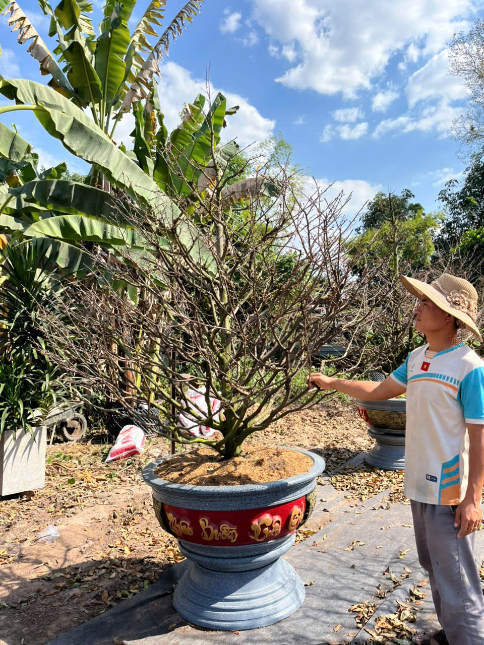 Cây quà tặng xu hướng mới