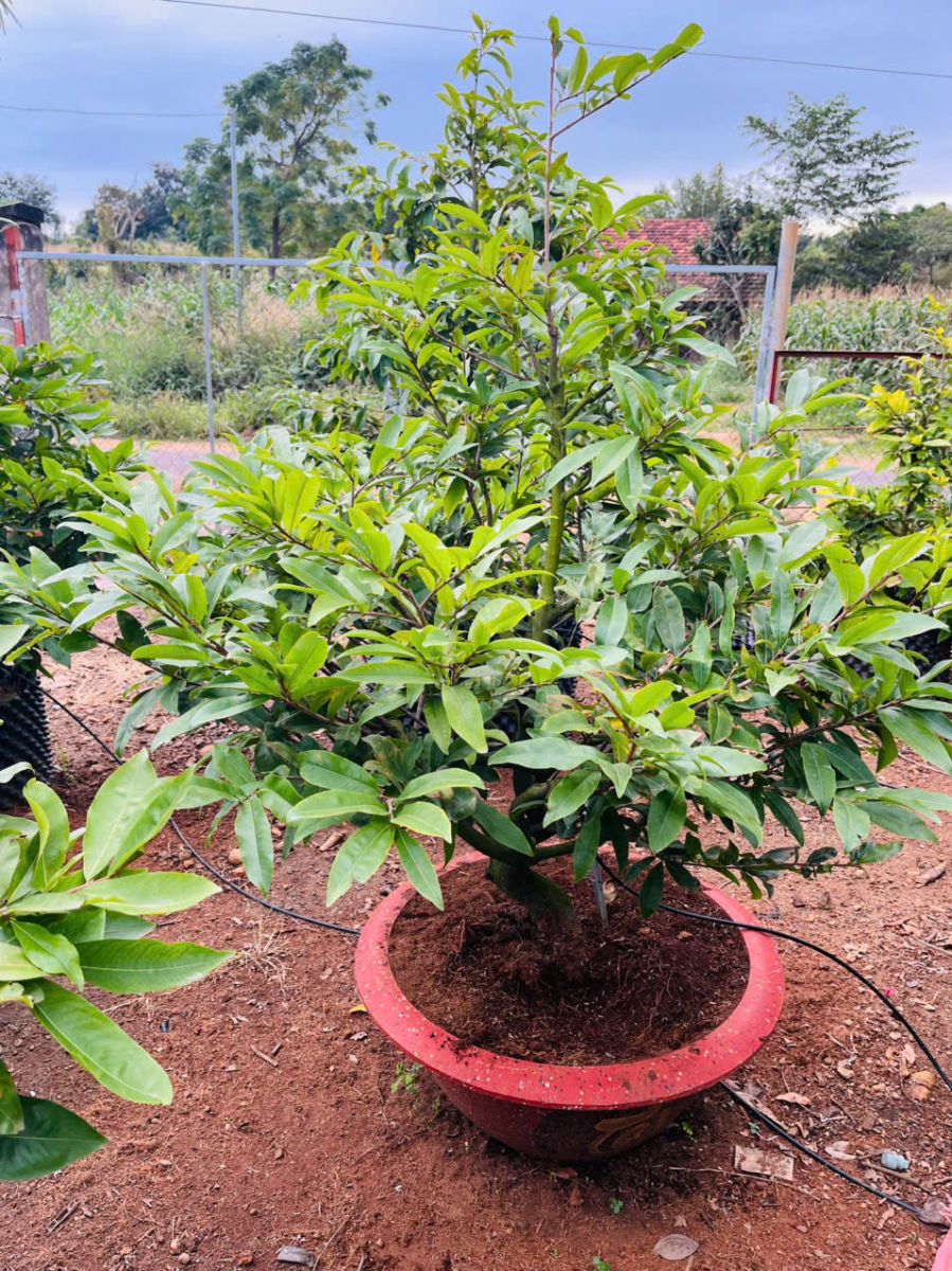 Chăm sóc mai vàng tại nhà