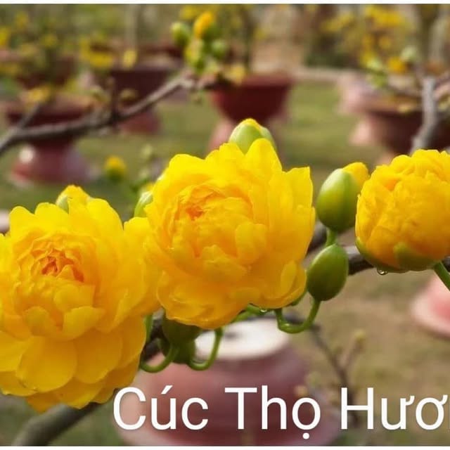 Mai Cúc Thọ Hương
