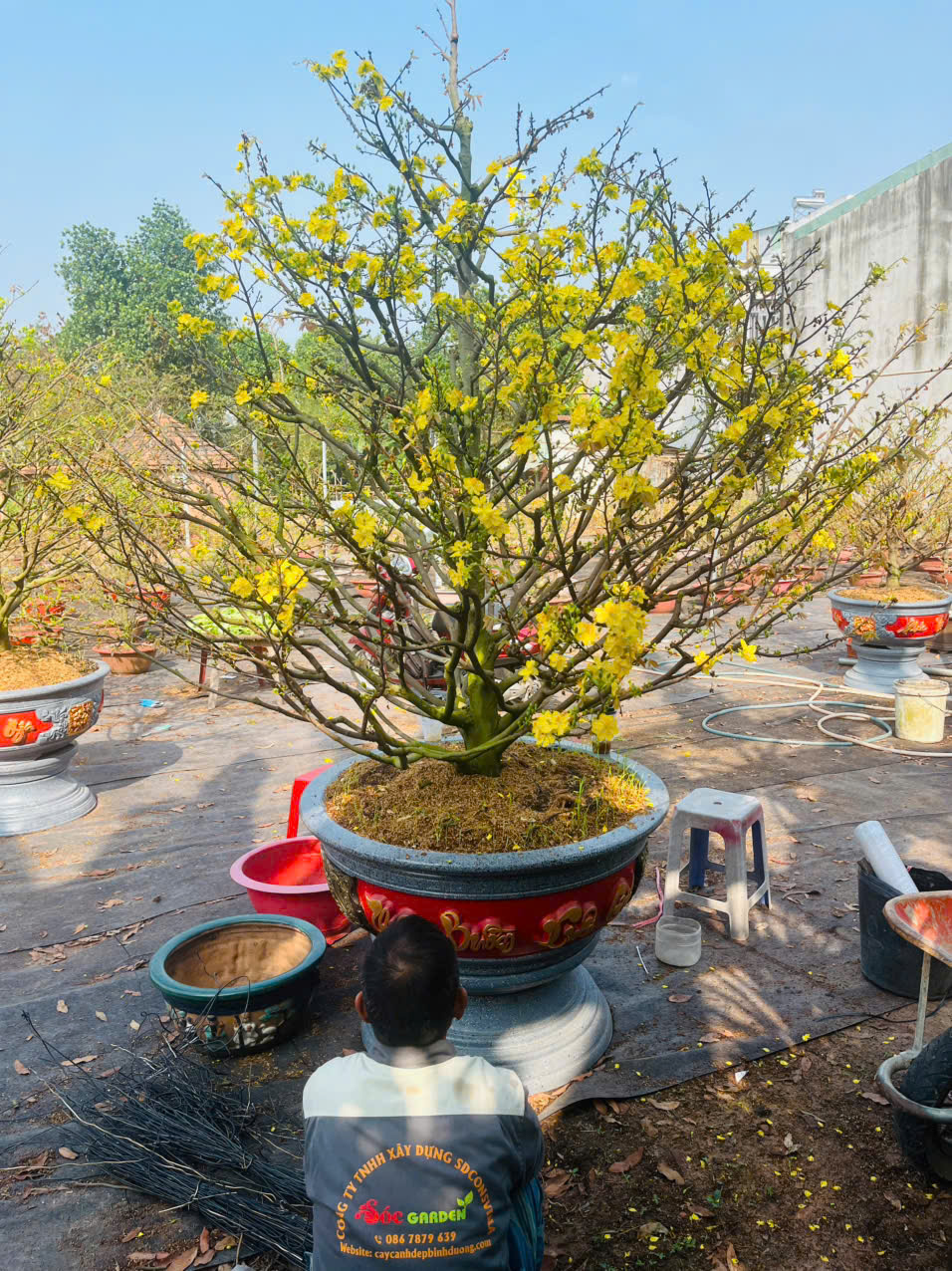 Vườn Mai Chuyên Nghiệp Uy Tín