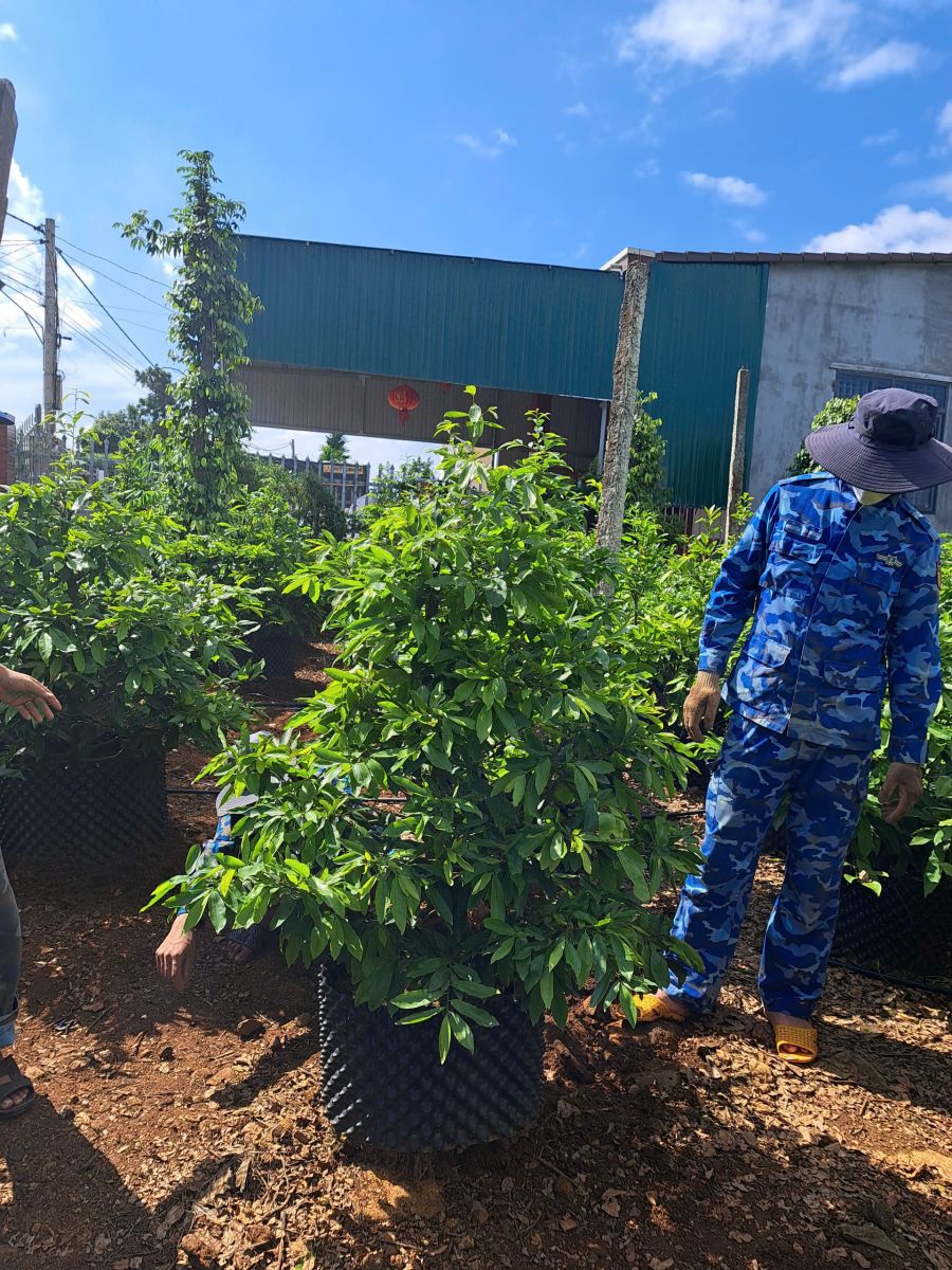 Nhận dưỡng mai vàng