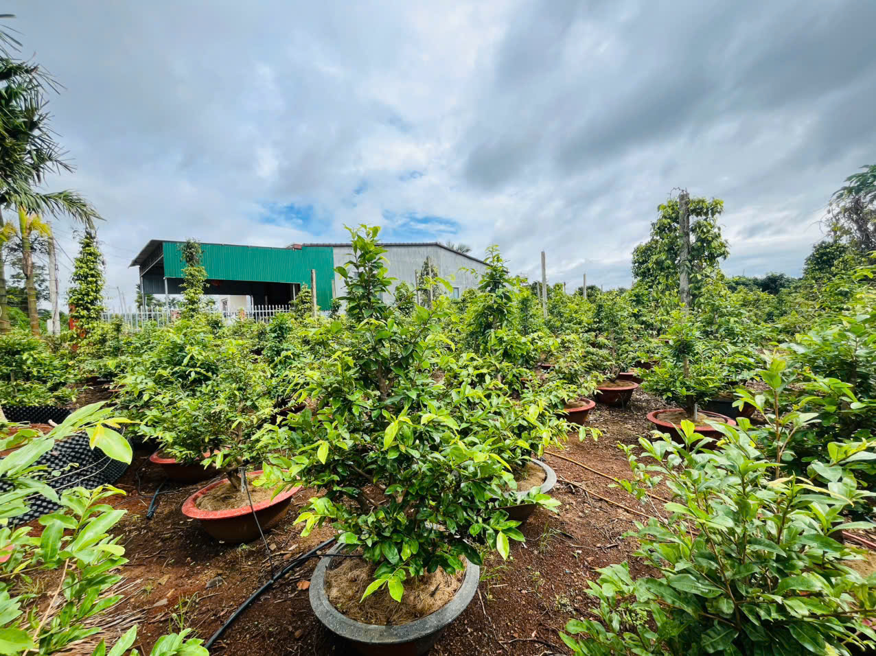 Giá Chăm Sóc Mai 1 Năm Là Bao Nhiêu ?