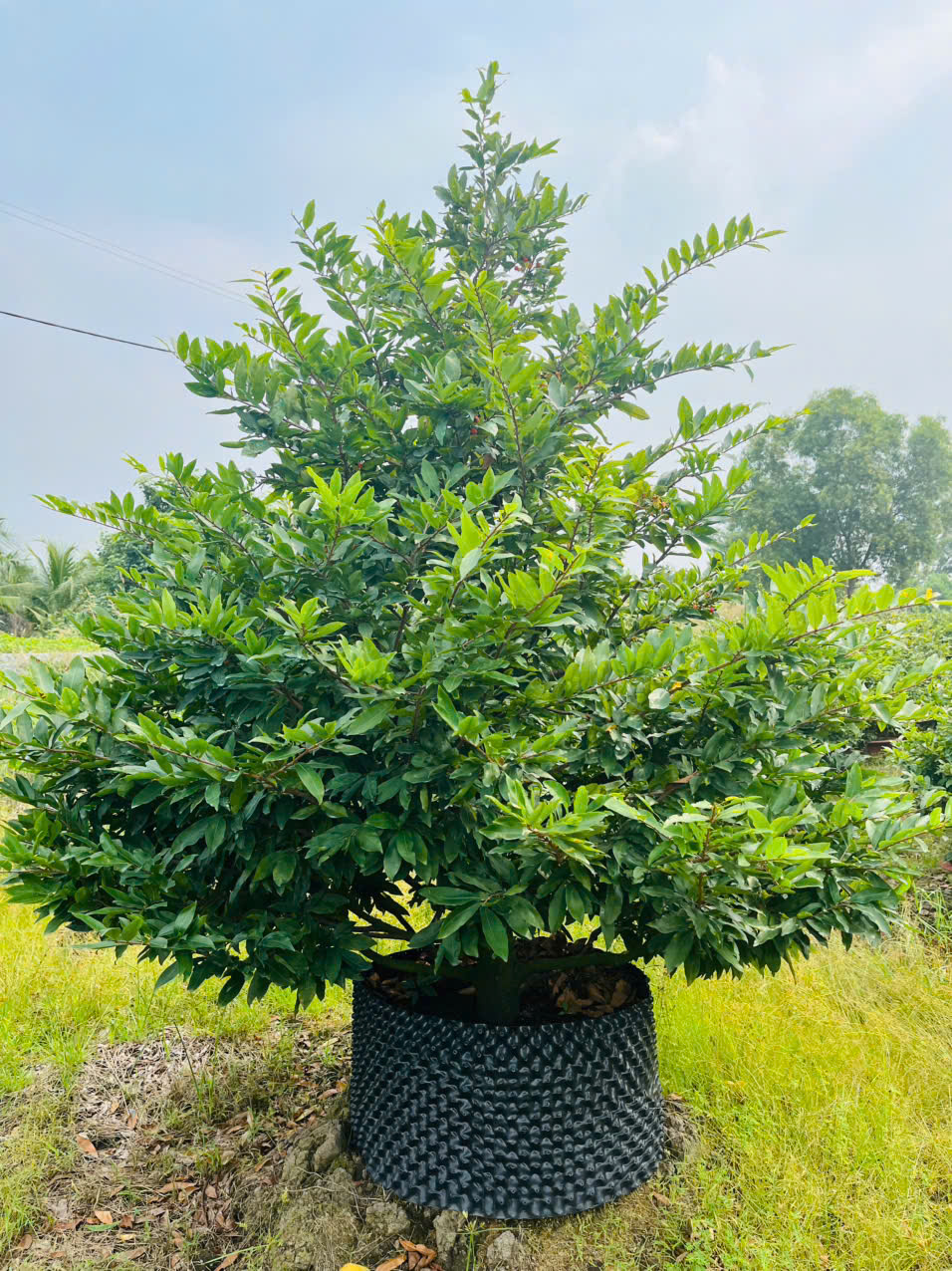 Một Số Lưu Ý Khi Thuê Mai Tết