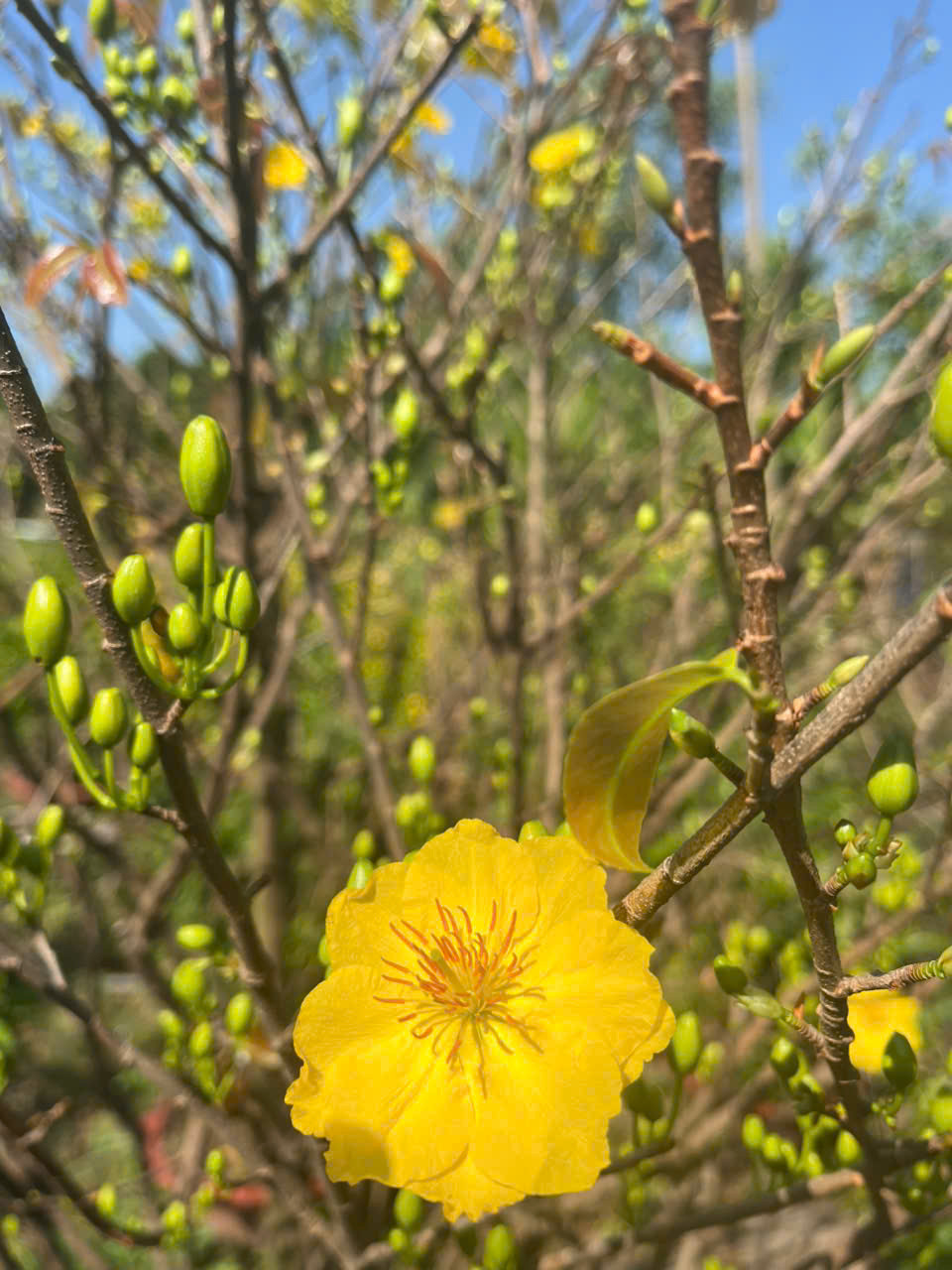 Cho Thuê Mai Tết Trọn Gói
