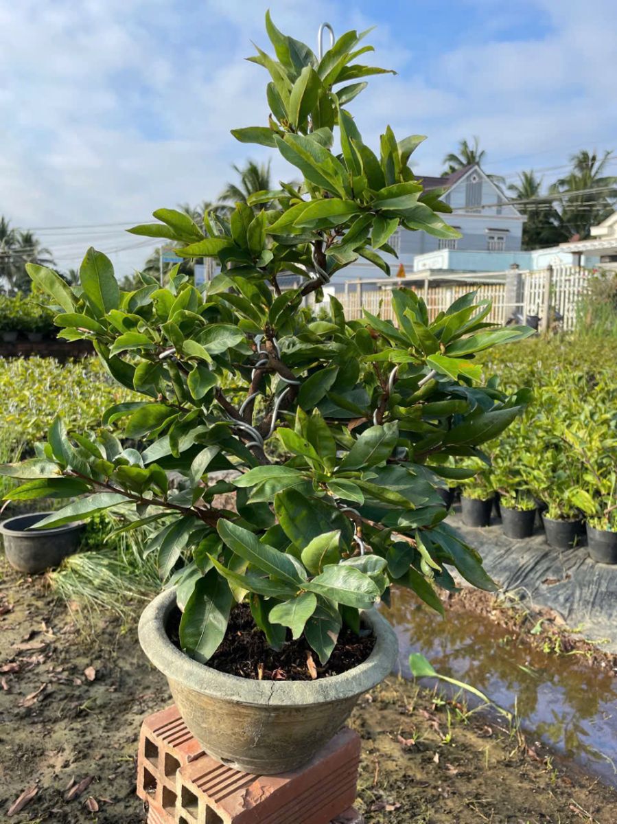 Chăm sóc mai vàng