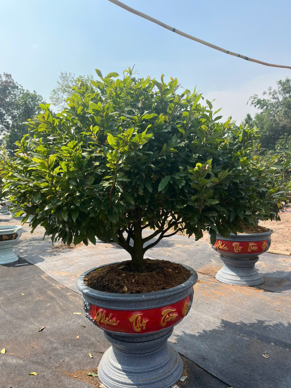 Mai Tán tròn đều lá sum xuê