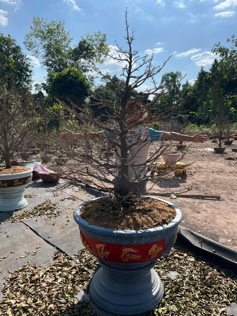 Mai Tàn Tán đẹp gốc to