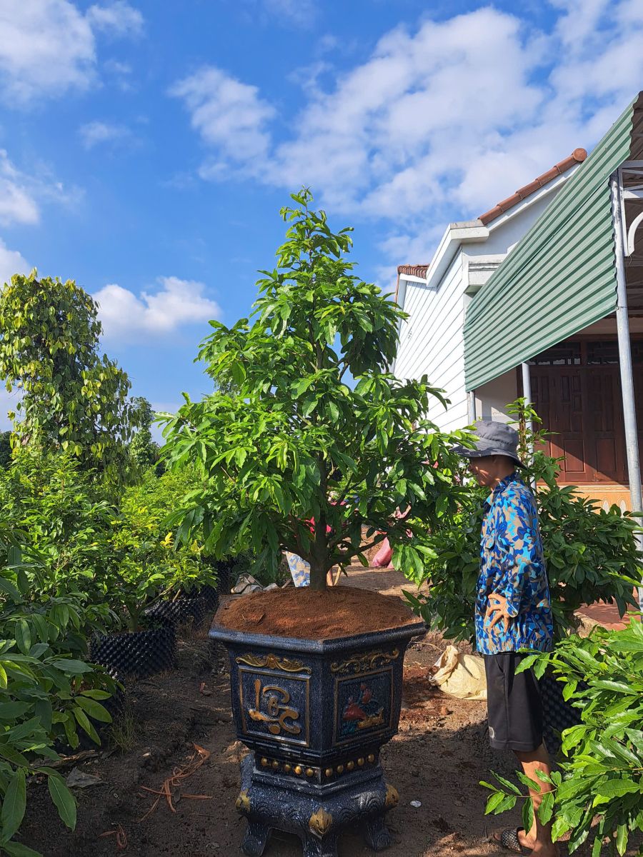 Nhận dưỡng mai vàng