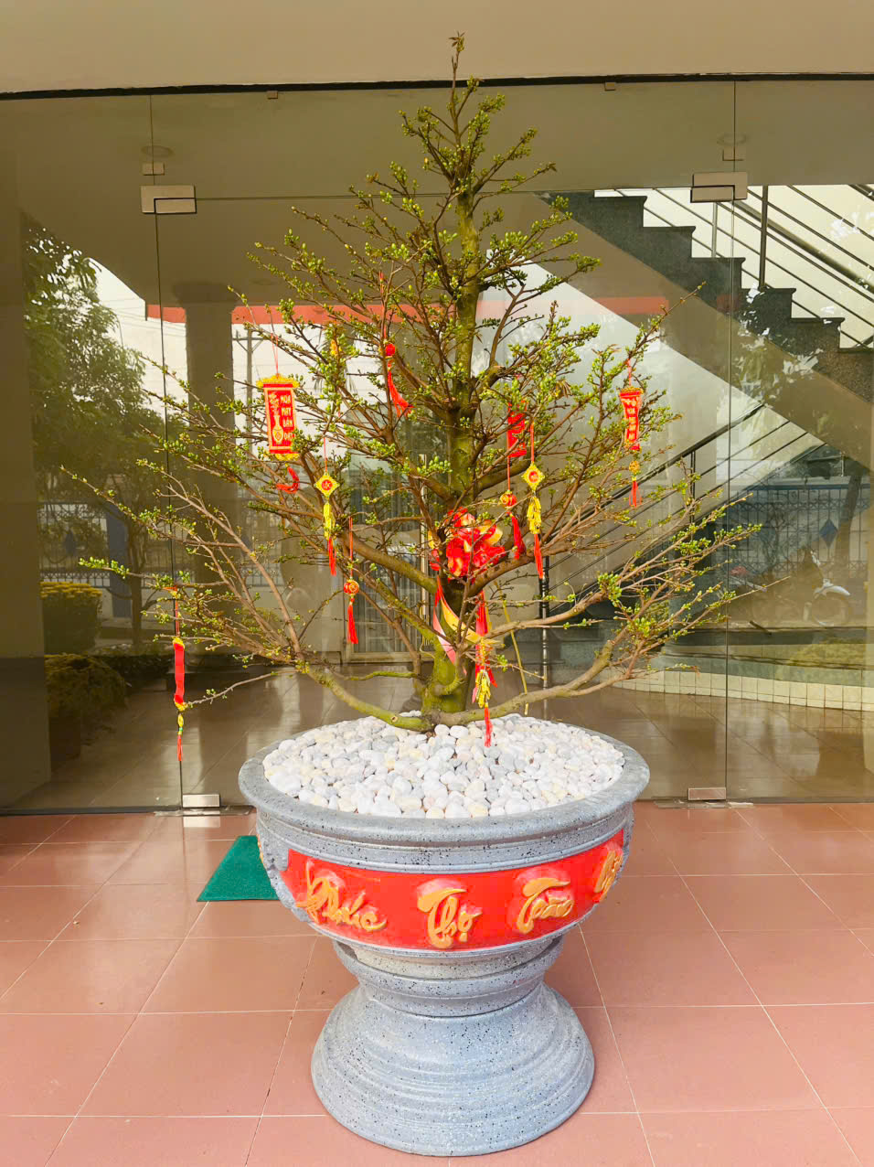 Bạn đang tìm địa chỉ bán Mai uy tín ?