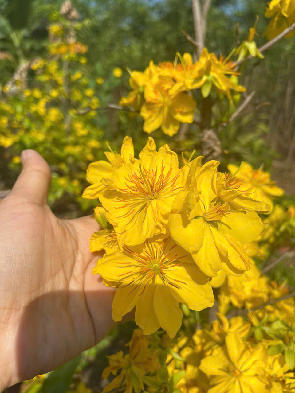 Chăm sóc mai vàng 