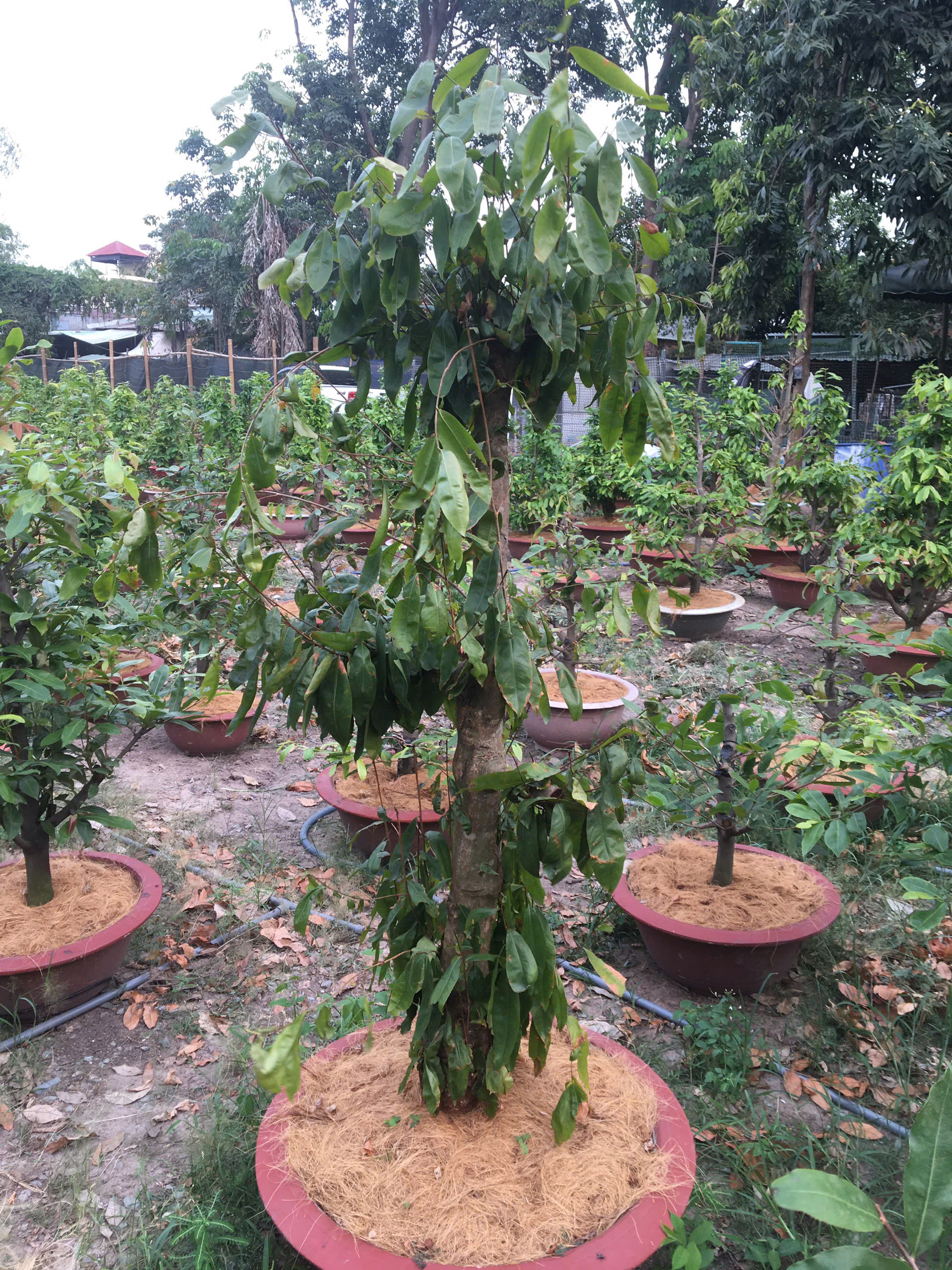 5 sai lầm khiến Mai không nở đúng Tết