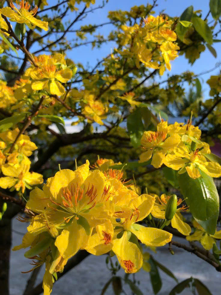 Chăm sóc mai vàng tại nhà