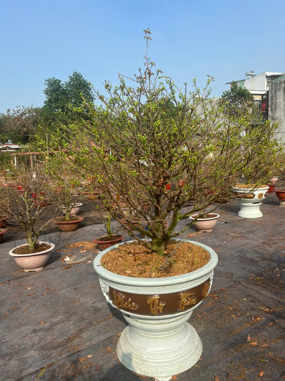 Mai Vàng Được Chăm Sóc Bởi Vườn Sóc