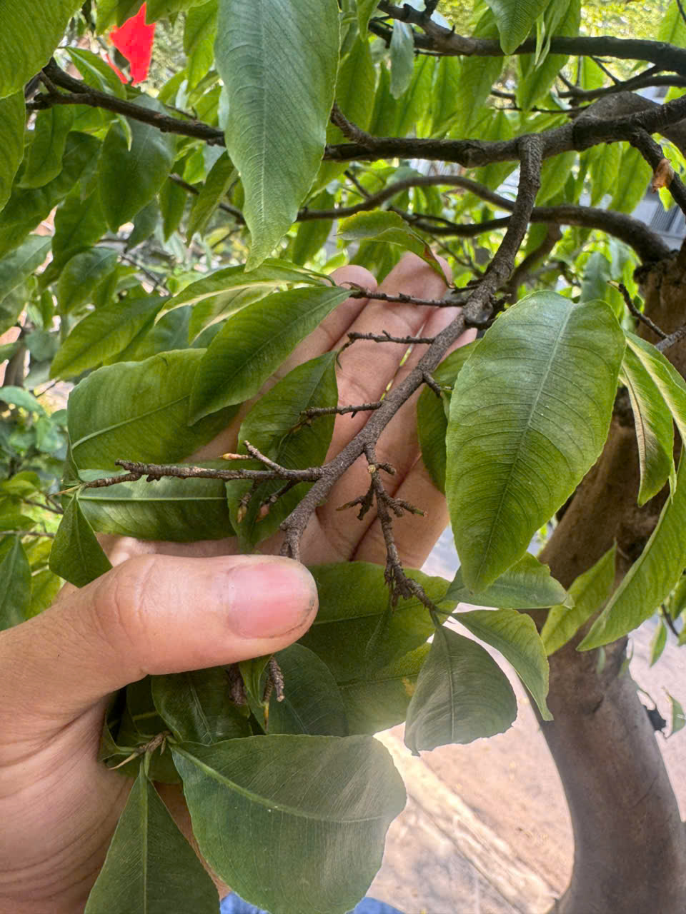 Ảnh hương lượng mưa đến hoa mai