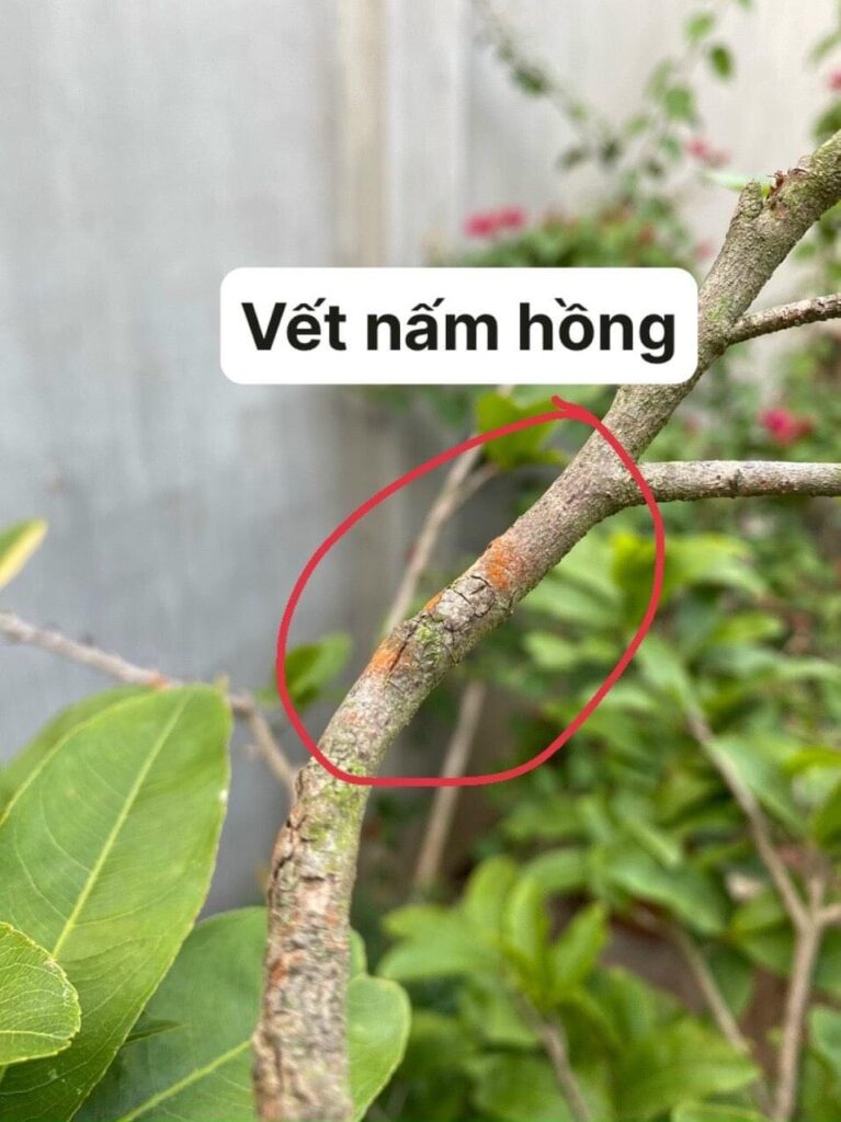 Làm sao để Mai nở đúng Tết, bông đều ?