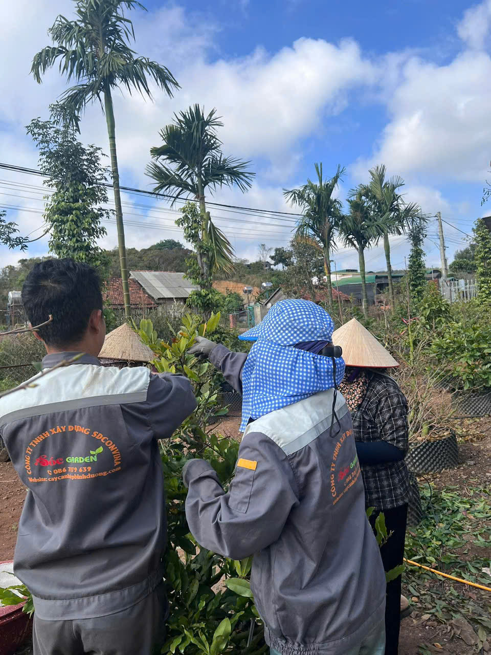 Giá Chăm Sóc Mai 1 Năm Là Bao Nhiêu ?