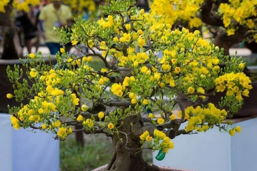 Thời tiết ảnh hưởng thế nào đến hoa Mai