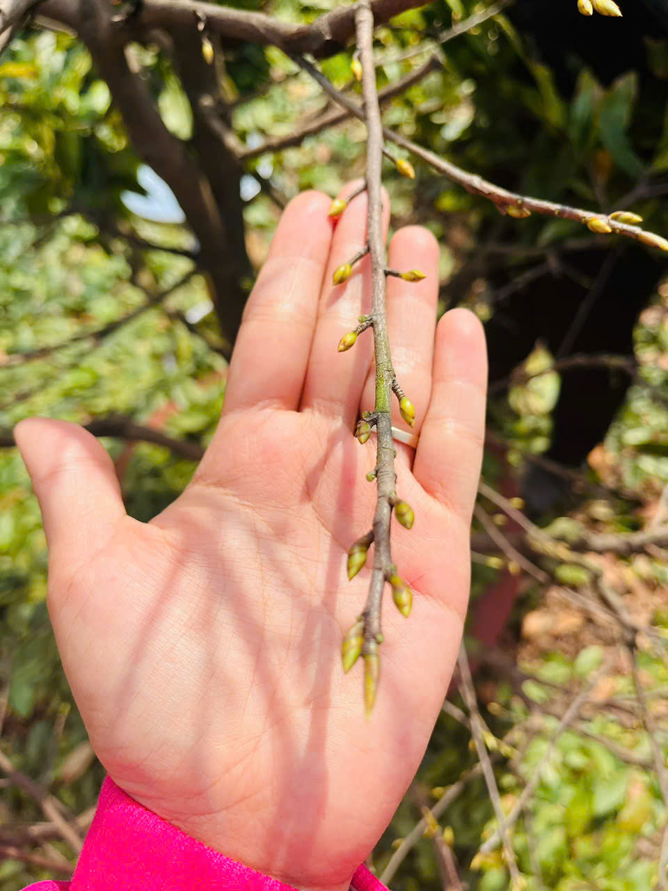 Lặt lá mai đúng cách