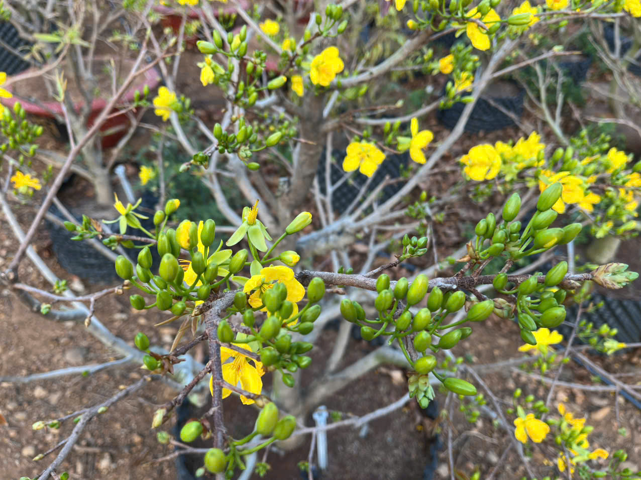 Nụ hoa mai chất lượng