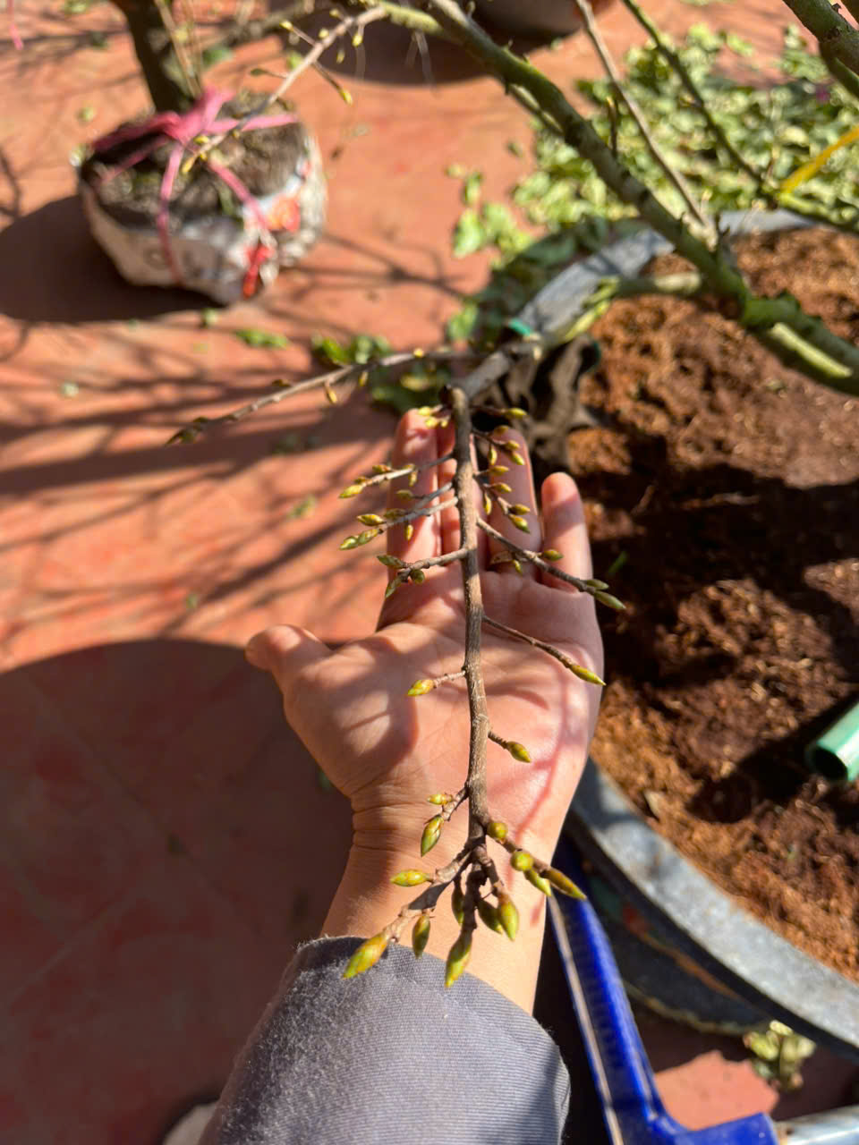 Chăm sóc mai vàng quanh năm