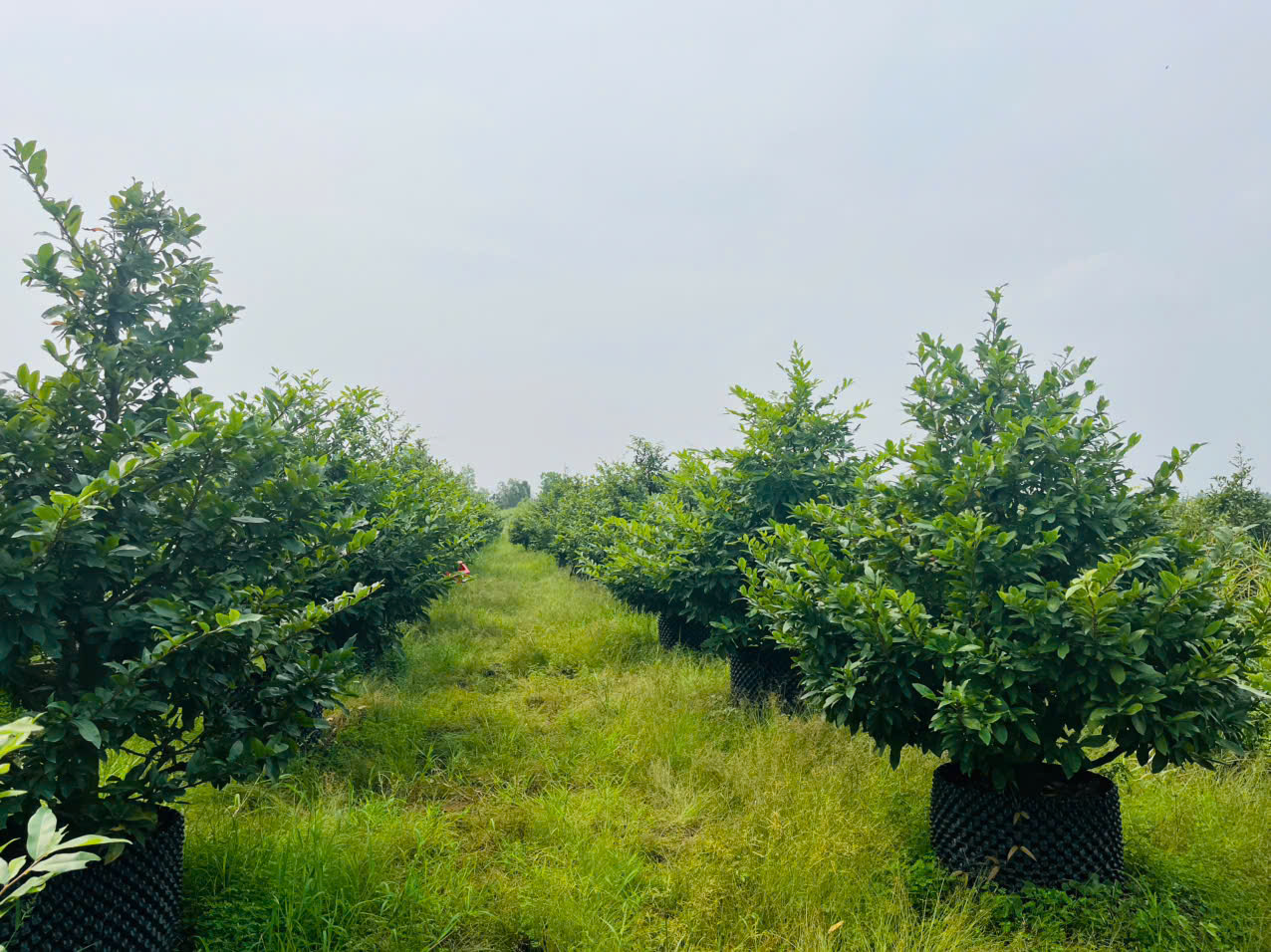 vườn mai siêu tốt tại bình dương