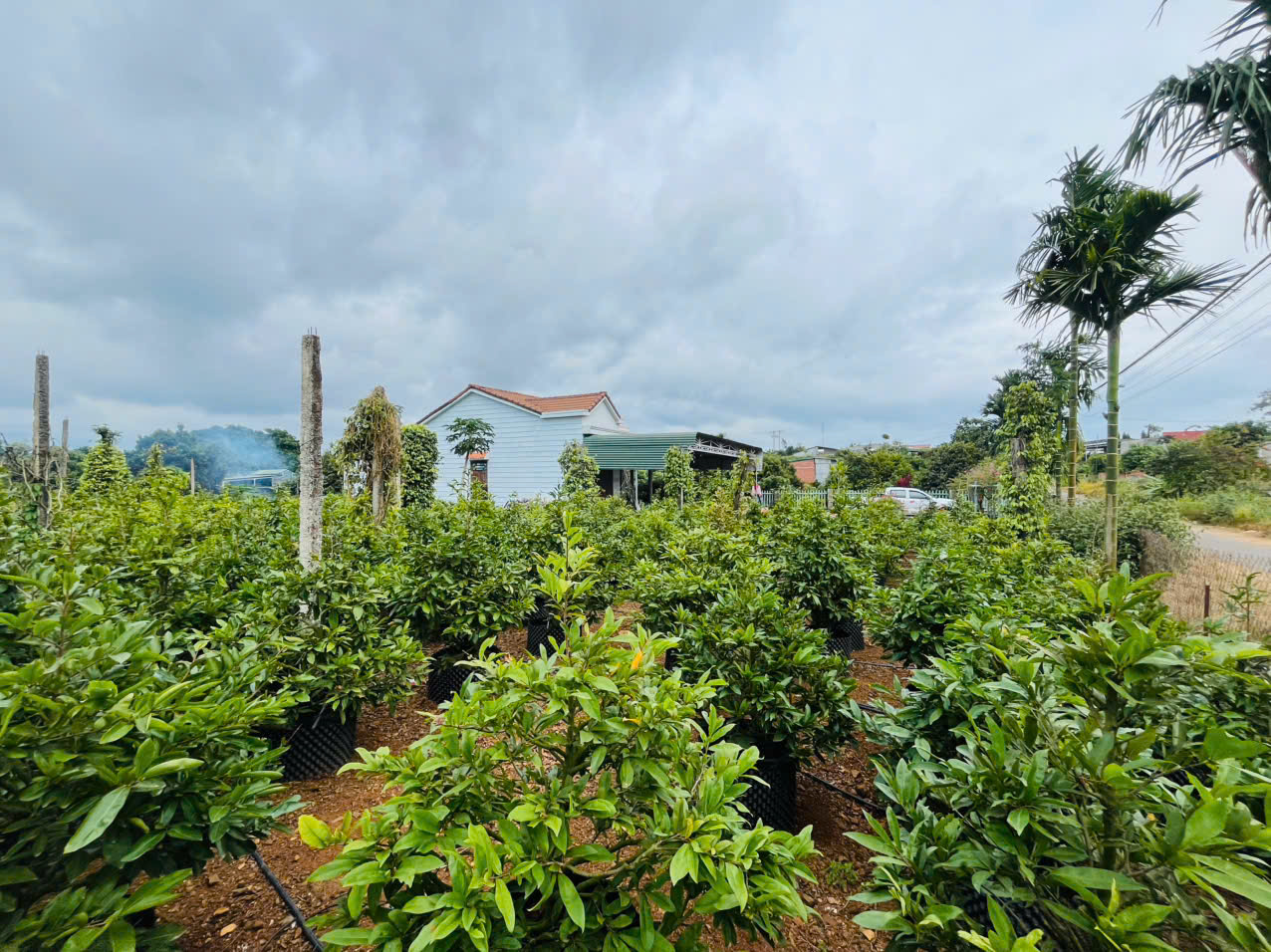 Bán Mai Giá Sỉ Tận Vườn Tết 2026 Không Qua Trung Gian