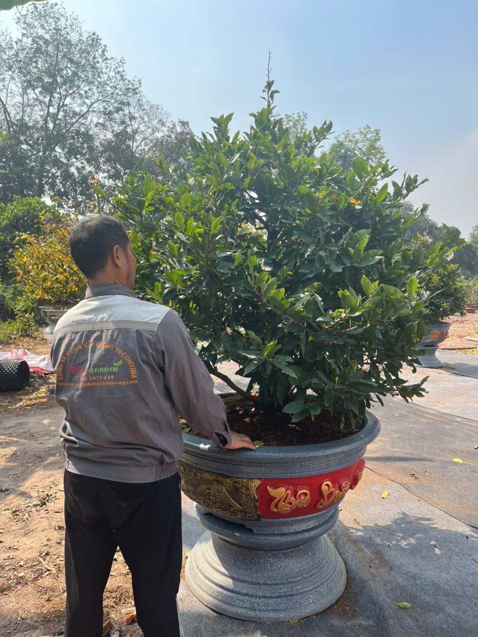 Dịch vụ bảo dưỡng cây xanh định kỳ