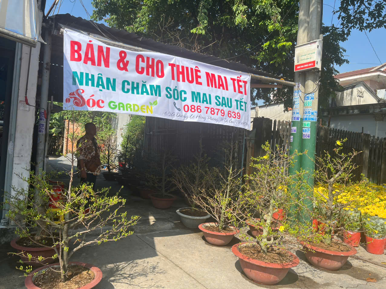 Vườn Mai uy tin Tại Bình Dương