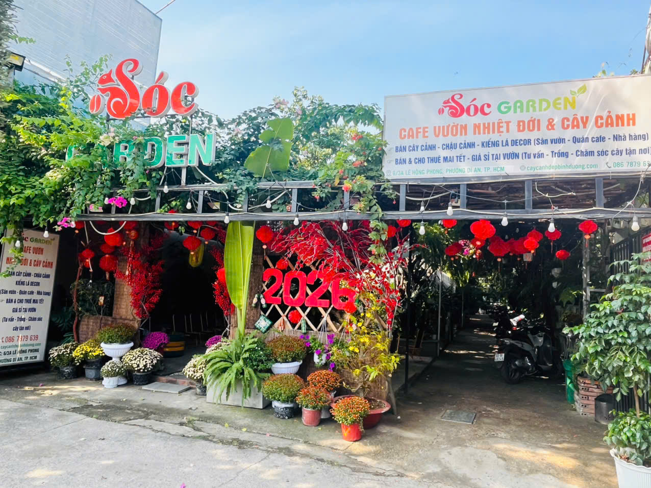 Mua cây văn phòng uy tín