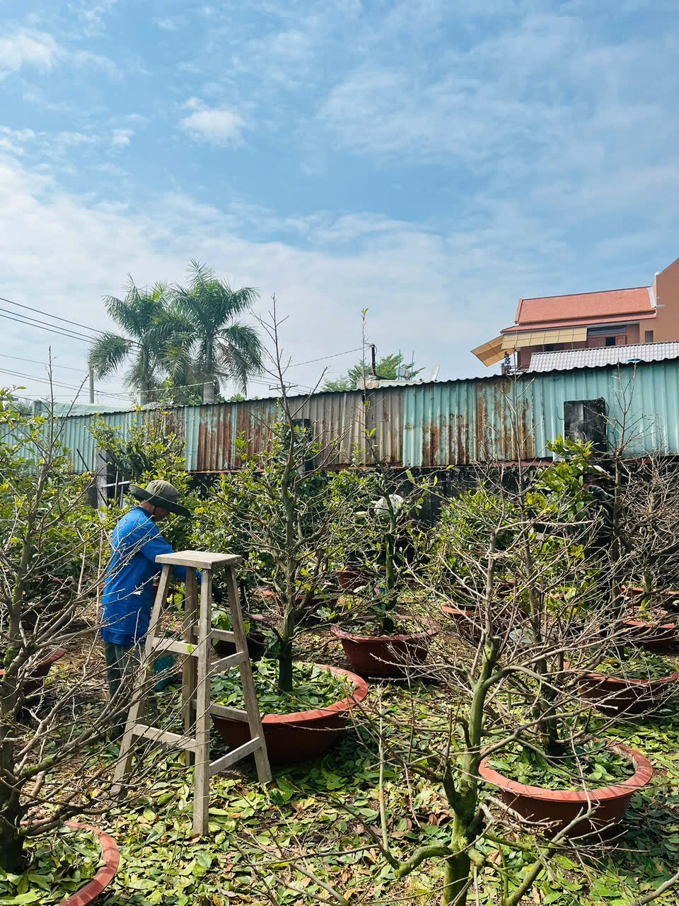 Chăm sóc vườn mai 