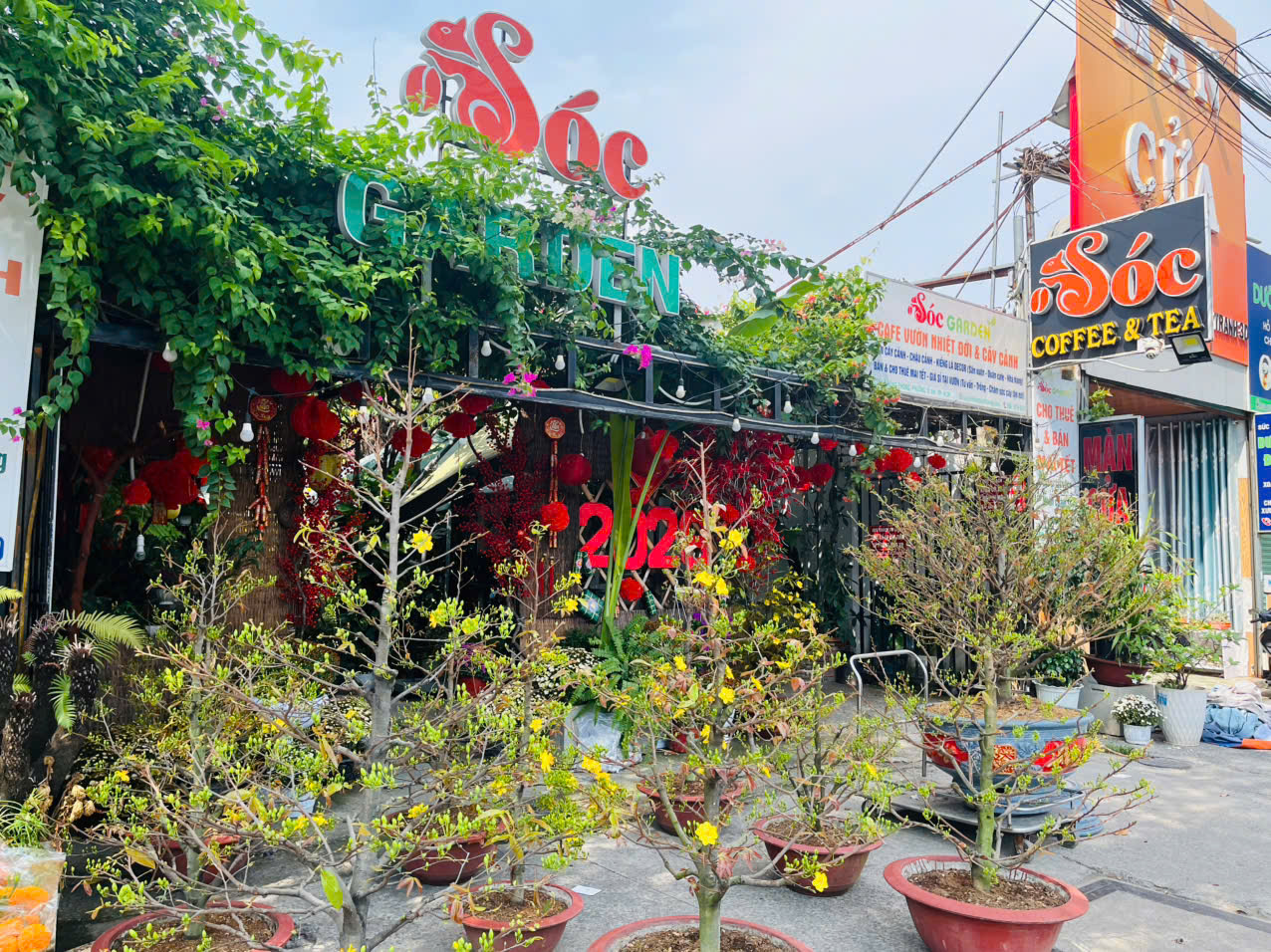 Nhận Chăm Sóc Mai Vàng Sau Tết Nhà Vườn Uy Tín tại Dĩ An