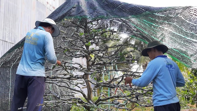 Các bước xử lý cây mai không ra chồi