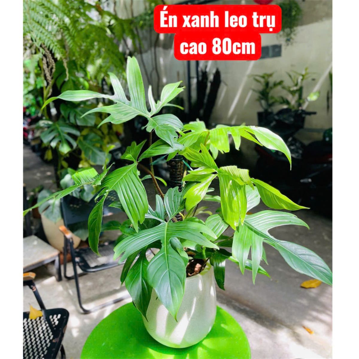Trồng cây trong quán cafe loại nào dễ trồng khỏe đẹp