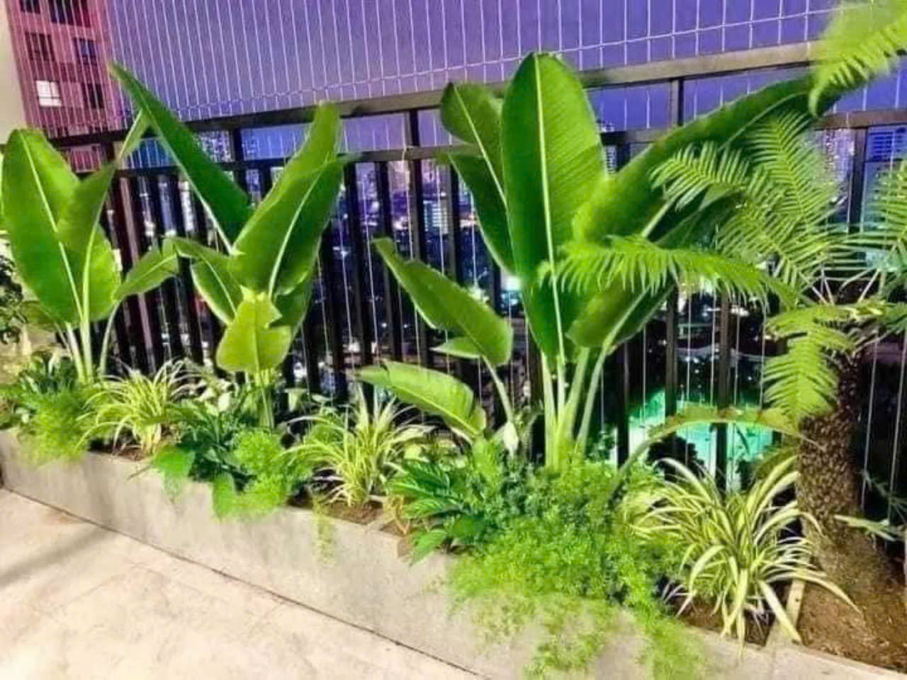 Mẫu cây trồng ban công đẹp