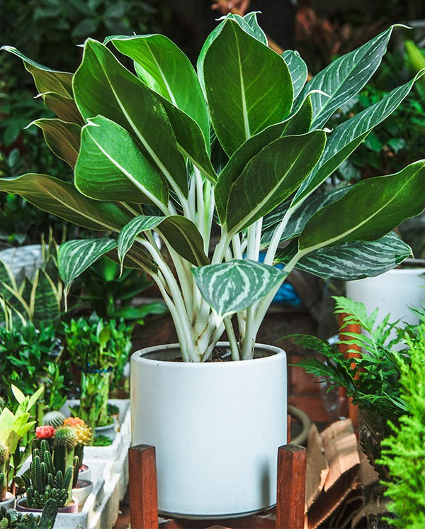 cây bạch mã hoàng tử