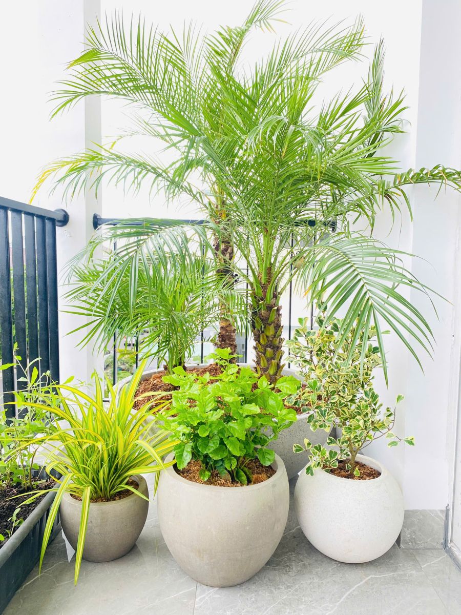 Những cây trồng nắng được ở ban công hướng Tây